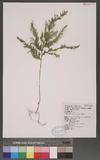 Selaginella involvens (Sw.) Spring Kf