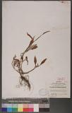 p Lapathifolium X Scabrum