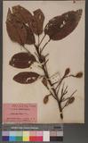 Elaeocarpus serratus L. 錫蘭橄欖