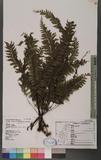 Asplenium cheilosorum Kunze ex Mett. ճK