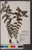 Athyrium anisopterum Christ J\