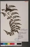 Athyrium anisopterum Christ J\