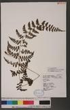 Athyrium anisopterum Christ J\