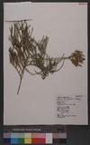 Lycopodium complanatum L. ( sensu lato ) al