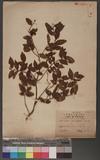 Camellia parvifolia mak