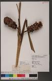 Alpinia sessiliflora Kitamura s