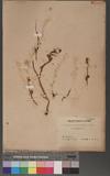 Artemisia niitakayamensis Hayata ɤs