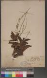 Vitex helrophylla roxb