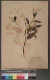 Persicaria chinensis (Lims) Nakai