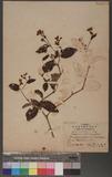 Persicaria chinensis' (Lims) Nakai
