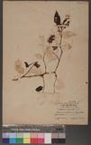 Persicaria chinensis' (Lims) Nakai
