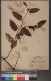 Persicaria chinensis (Lims) Nakai