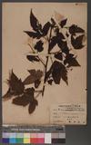 Rubus trianthus Focke 苦懸鉤子