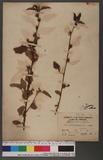 Malvastrum coromandelianum (L.) Garcke ɸ
