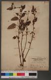 Malvastrum coromandelianum (L.) Garcke ɸ