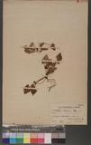 Viola kawakanii Hay