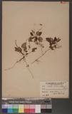 Viola kawakanii Hay