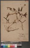 Viola obtusa (Makino) Makino var. tsuifengensis Hashimoto Apj
