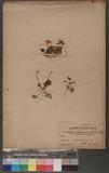 Viola nagasawai mak.et Hay var. aciculatus Nakai
