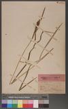 Carex Idzuroei F. S.