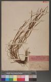 Carex breviculmis R. Br. var. Royleana Kuck. Ao-suge