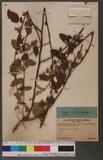 Waltheria americana L. 草梧桐