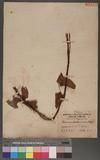 Dioscorea pseudojaponica. Hayat