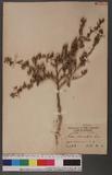 Sida rhombifolia L. Ȯɪ
