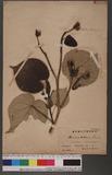 Hibiscus tiliaceus L. 