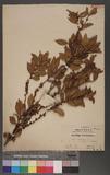 Eurya leptophylla Hayata a