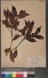 Actinidia callosa Lindl. var. formosana Finet & Gagnep. 臺灣獼猴桃