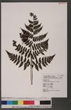 Cornopteris fluvialis (Hayata) Tagawa js