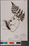 Cornopteris fluvialis (Hayata) Tagawa js