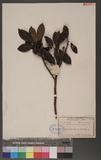 Daphniphyllum glaucescens Bl