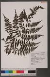 Cornopteris fluvialis (Hayata) Tagawa js