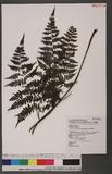 Cornopteris fluvialis (Hayata) Tagawa js