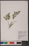 Gymnocarpium remote-pinnatum (Hayata) Ching ӵи`