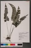 Asplenium subnormale Copel pK