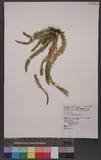 Lycopodium hamiltonii Spring ֤۪Q