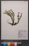 Lycopodium serratum Thunb. var. longipetiolatum Spring `dh