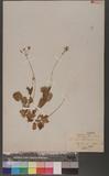 Primula malacoides franch.Rts pin-fa ɤs