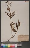 Helicteres angustifolia Linn