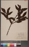 Actinidia latifolia (Gardn. & Champ.) Merr. 闊葉獼猴桃