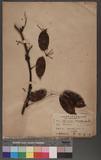 Stauntonia hexaphylla DC
