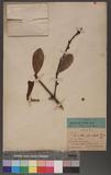 Loranthus punctotm R. et P.