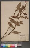 Maesa japonica (Thunb.) Moritzi 饻s۪