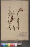 Sorbus rufo-feiuginea' (lhiv) nar. trichouilaris' (Hay.) Koidz