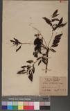 Sorbus randaiensis (Hayata) Koidz. 巒大花楸