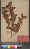 Brunfelsia americana L. ][