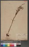 Epilobium roseum sohebq